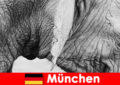 독일 뮌헨에서 가장 원래 동물원을 방문하는 방문객을 위한 특별 여행