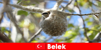 자연 관광객 벨렉 터키에서 나무와 조류의 세계를 경험